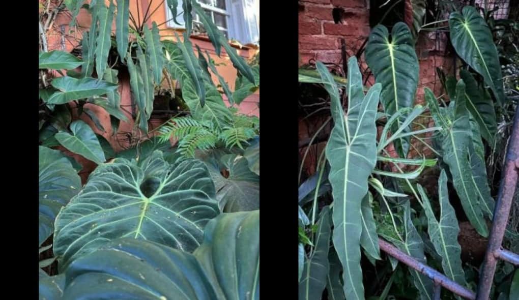 planta raríssima Philodendron spiritus-sancti