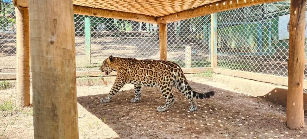Filhote de onca-pintada resgatado vai para santuário de felinos