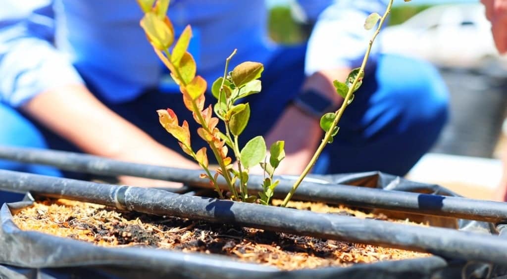 muda de mirtilo, fruticultura, barra agroshow, barra, bahia, evento