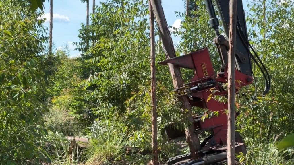 Corte eucalipto, agroflorestas, fazenda planalto, oeste da Bahia