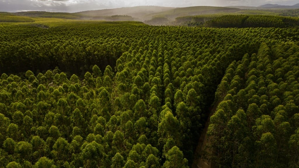 Controle biológico reduz em 80% o uso de defensivos agrícolas em viveiros de eucalipto