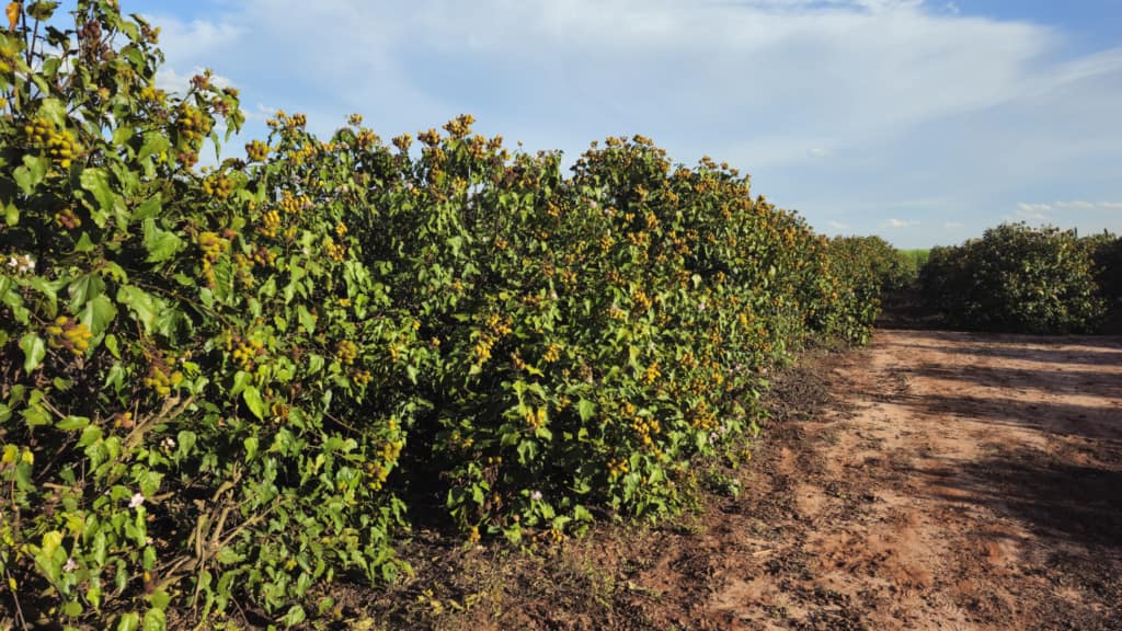 Plantação de Urucum