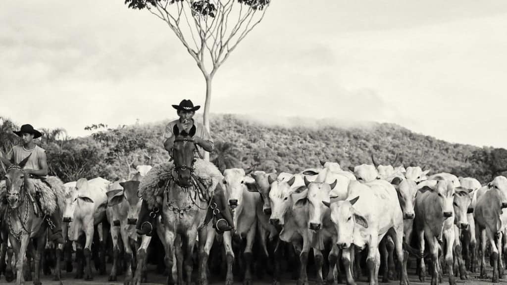 Rebanho bovino em área de pasto. Foto: Canva