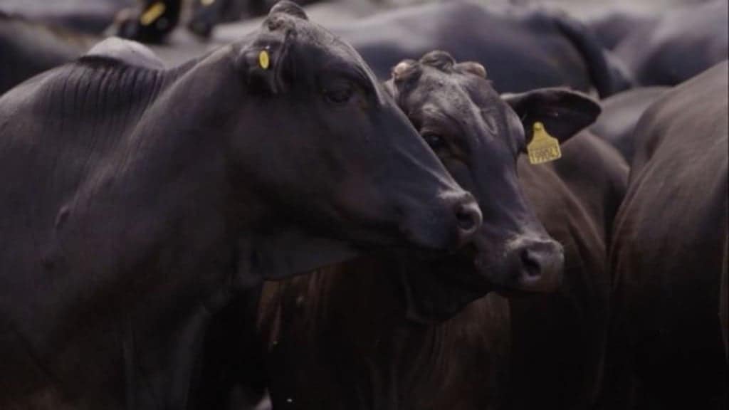 Detalhe da produção de gado na fazenda Água Viva. Foto: Reprodução/Planeta Campo