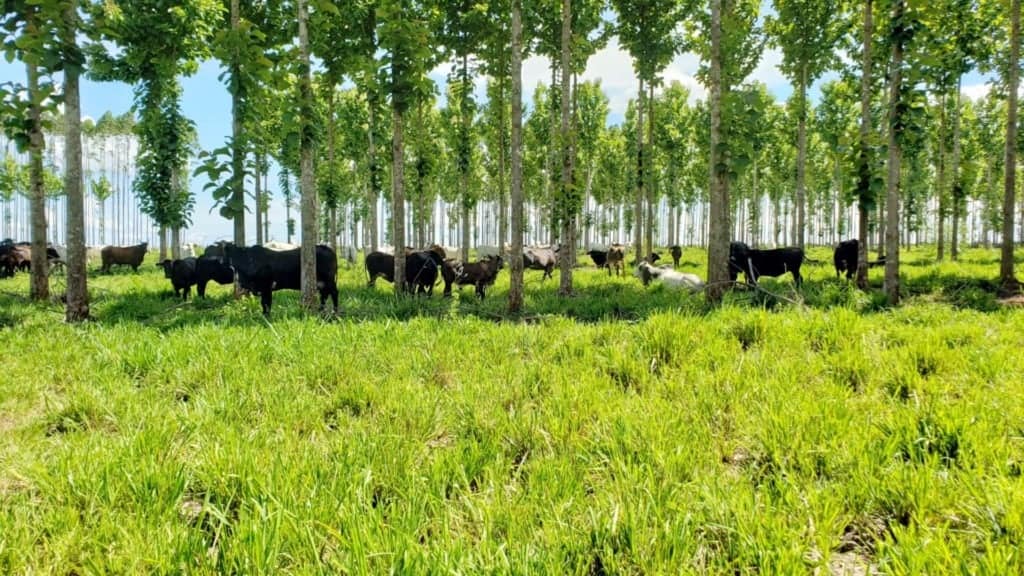 O uso da teca em sistemas ILPF foi descrito e detalhado em um capítulo do livro Teca (Tectona grandis) no Brasil. Foto: Maurel Behling/Embrapa Agrossilvipastoril