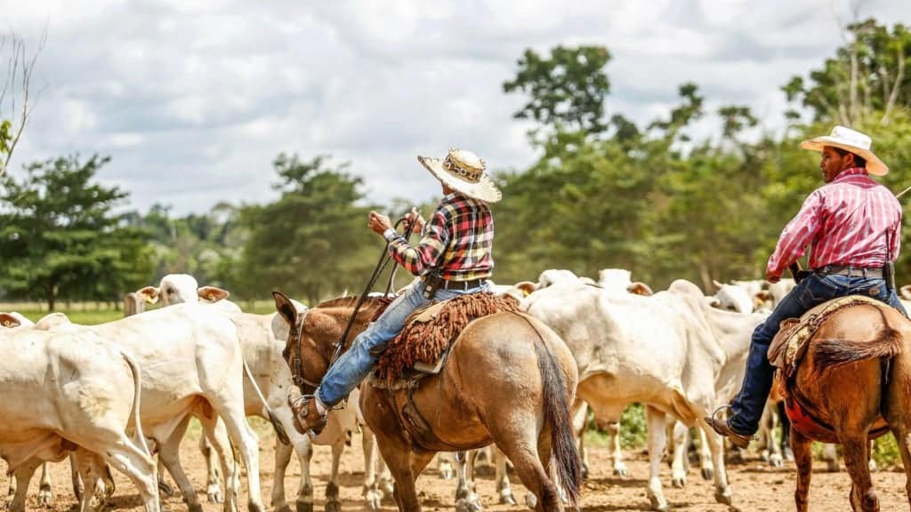 Peões guiando o rebanho bovino em área de pasto. Foto: Canva