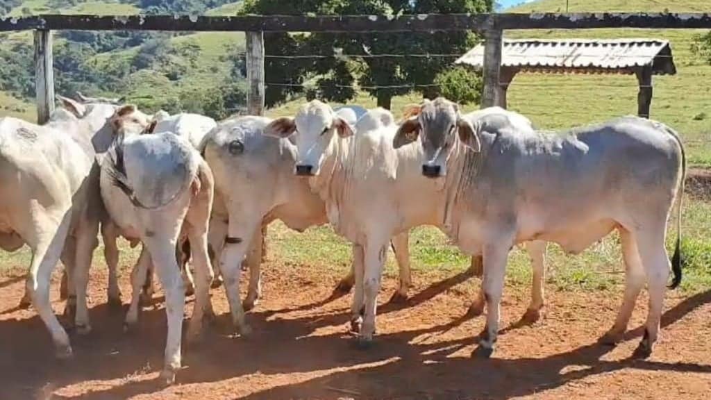 Novilhas Tabanel. Foto: Divulgação/crossbreeding.com