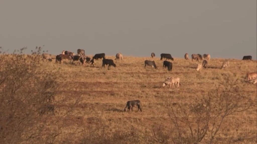 Gado em pastagem na seca. Foto: Reprodução