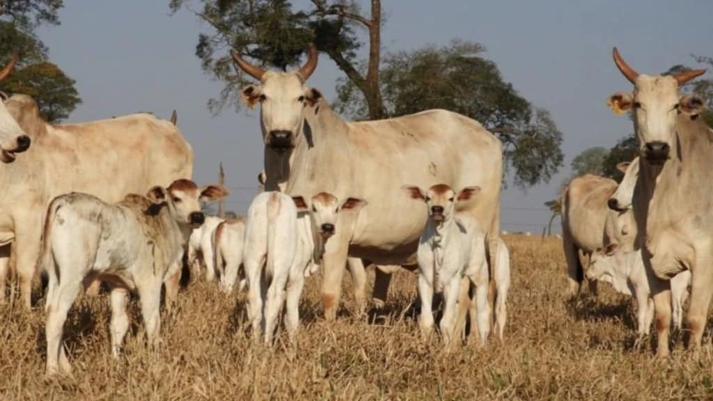 Lote de vacas com bezerro ao pé. Foto: Reprodução/Agropecuária Maragogipe