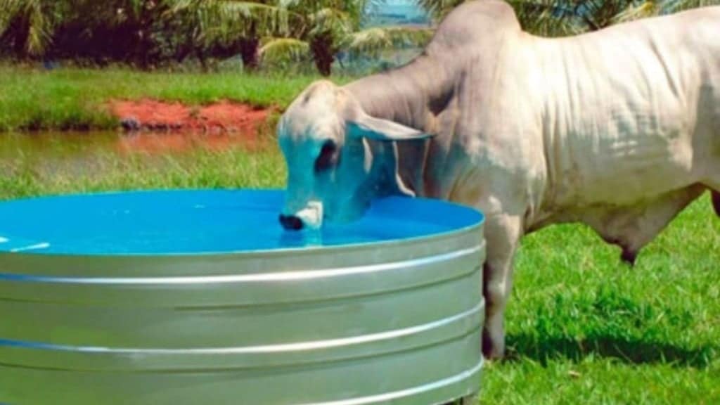 Bovino em bebedouro em área de pasto. Foto: Divulgação