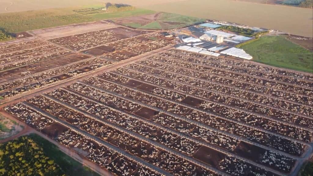 Vista aréa do confinamento de bovinos de corte da Captar Agrobusiness em Luis Eduardo Magalhães (BA). Foto: Divulgação/Captar Agrobusiness