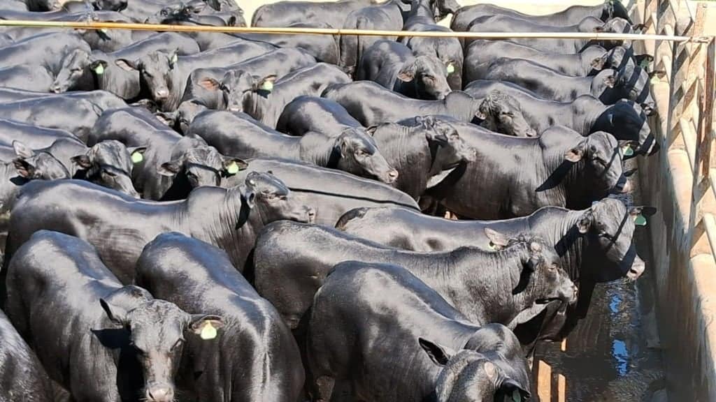 Bovinos meio-sangue Angus em área de curral. Foto: Divulgação/Friboi Itapetinga (BA)