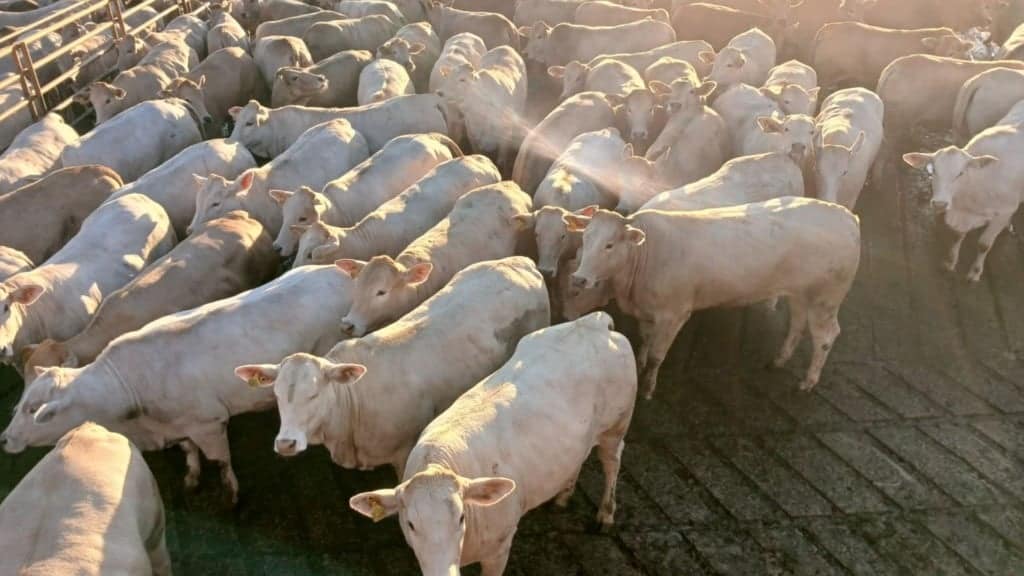 Novilhas meio-sangue Charolês da Fazenda Cachoeirinha em Ribas do Rio Pardo (MS). Foto: Divulgação/Friboi CPG Campo Grande (MS)