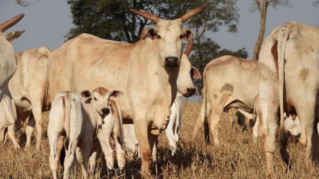 Vacas e bezerros em área de pasto. Foto: Reprodução/Agropecuária Maragogipe
