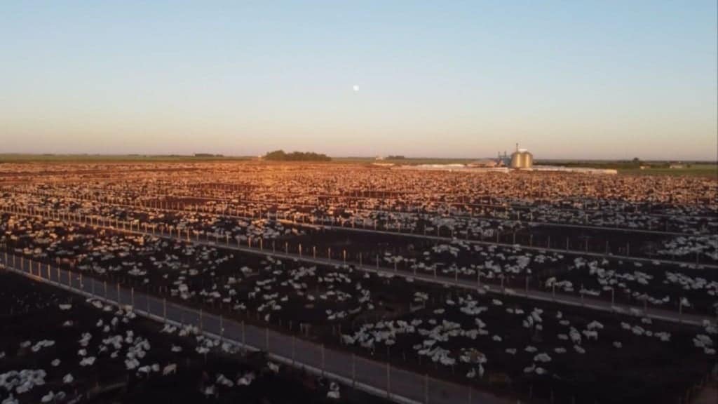 Vista aréa do confinamento de bovinos de corte da Captar Agrobusiness em Luis Eduardo Magalhães (BA). Foto: Reprodução/Giro do Boi