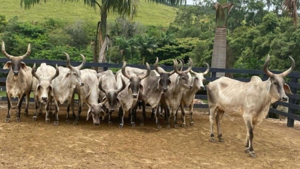 Vacas Guzerá. Foto: Divulgação
