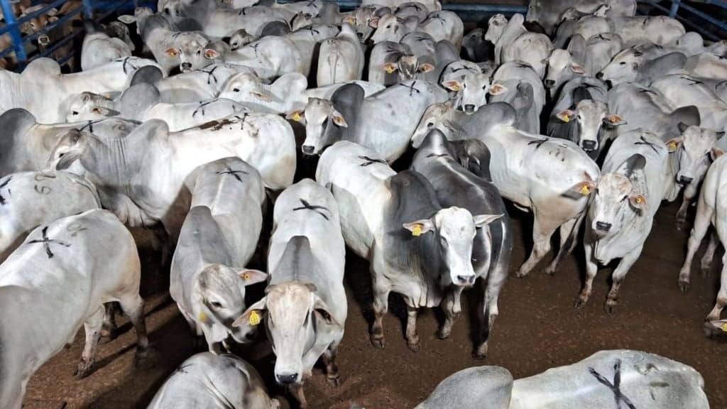 A iniciativa tem como foco o uso de aditivos nutricionais que ajudam a melhorar o desempenho do rebanho. Foto: Divulgação/Friboi Lins (SP)