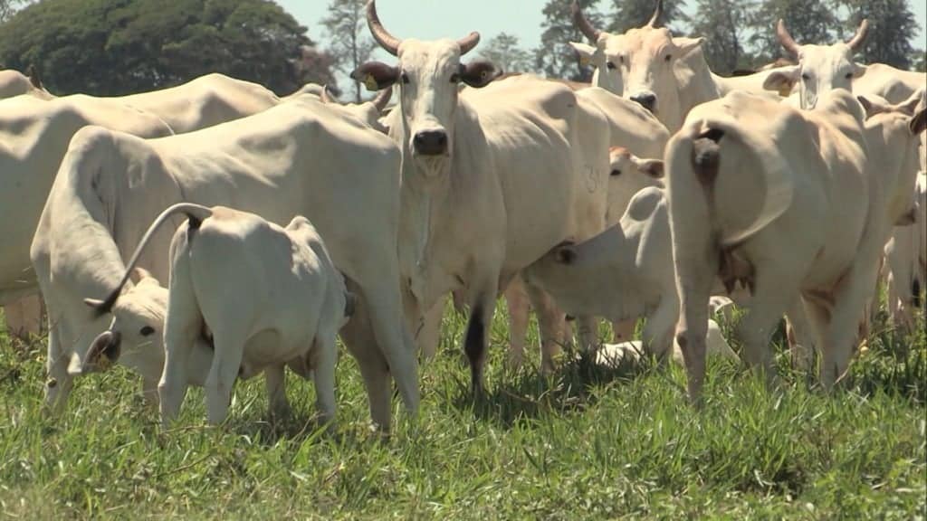 Vacas com bezerro ao pé em área de pasto. Foto: Reprodução