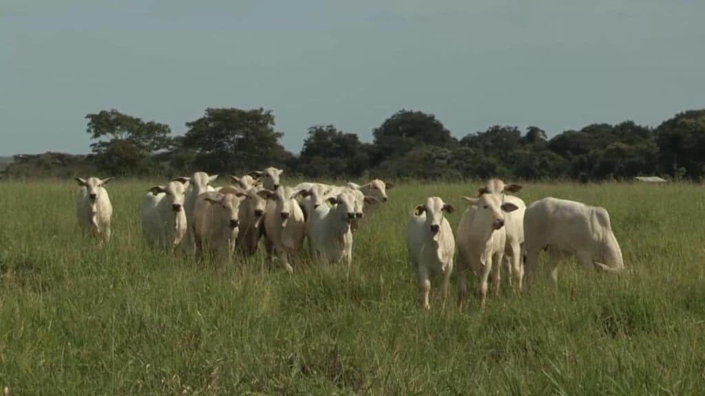 Bovinos em fase de recria no pasto. Foto: Reprodução