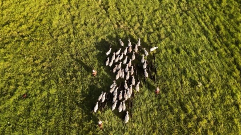 Bovinos em área de pasto. Foto: Reprodução