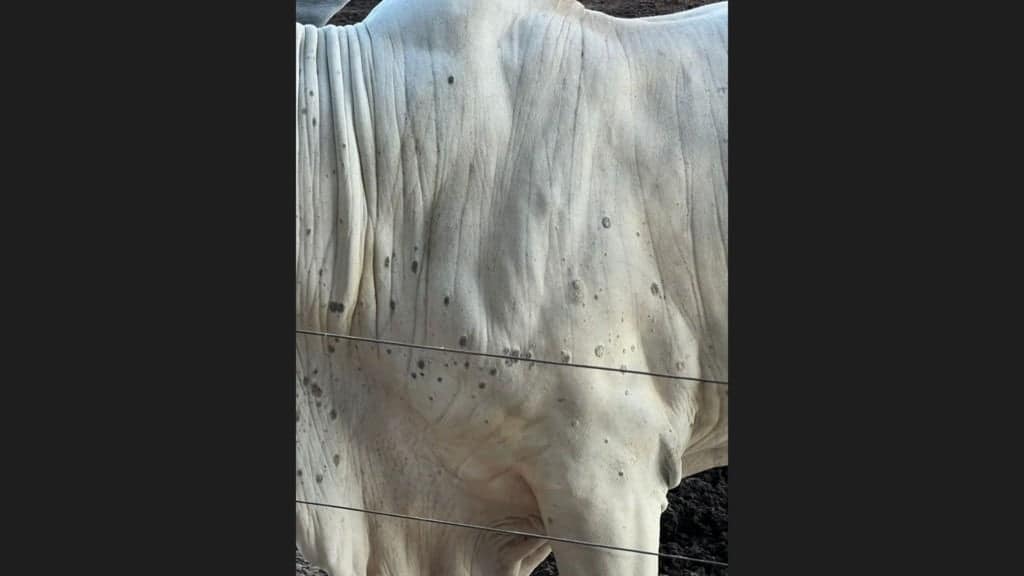 Bovinos com dermatofitose. Foto: Acervo de Guilherme Vieira