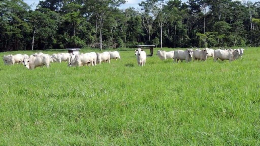 Foto: Divulgação/Embrapa Acre