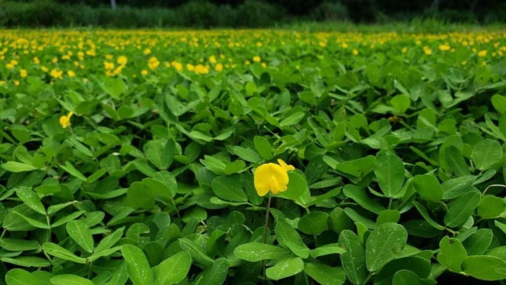 A cultivar de amendoim forrageiro BRS Oquira. Foto: Divulgação/Embrapa Acre