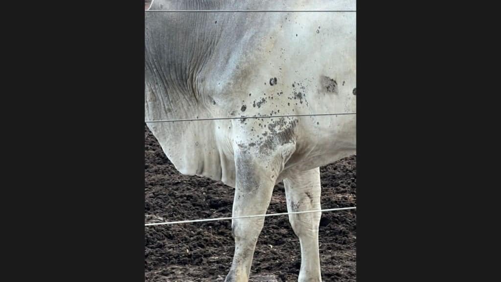 Bovinos com dermatofitose. Foto: Acervo de Guilherme Vieira