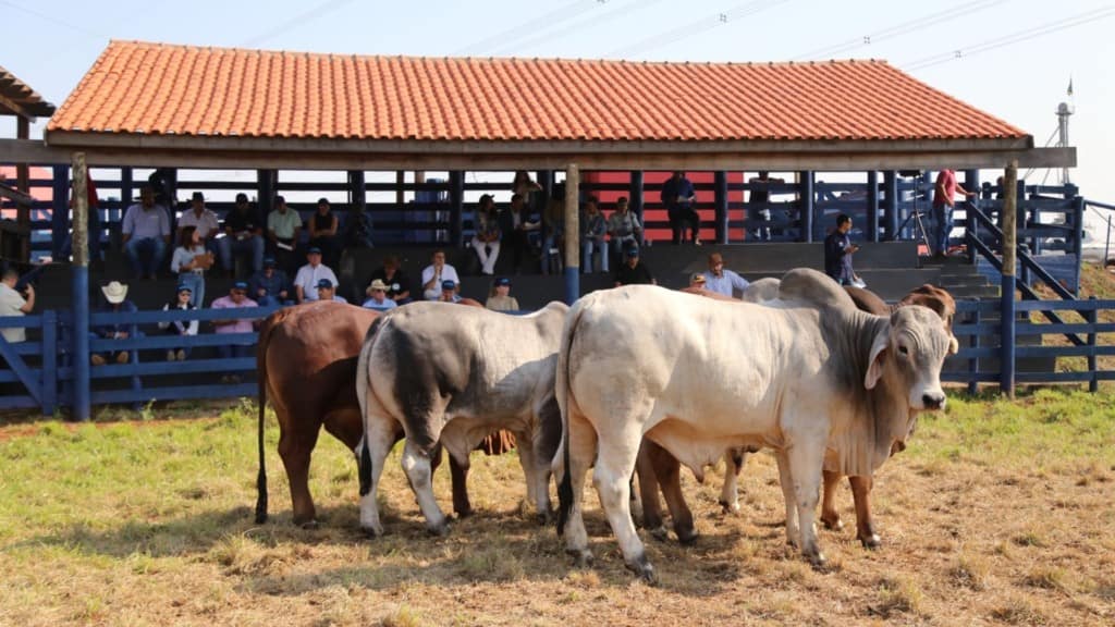 Touros reprodutores da raça Brahman em avaliação em prova de eficiência e performance. Foto: Divulgação/ACBB