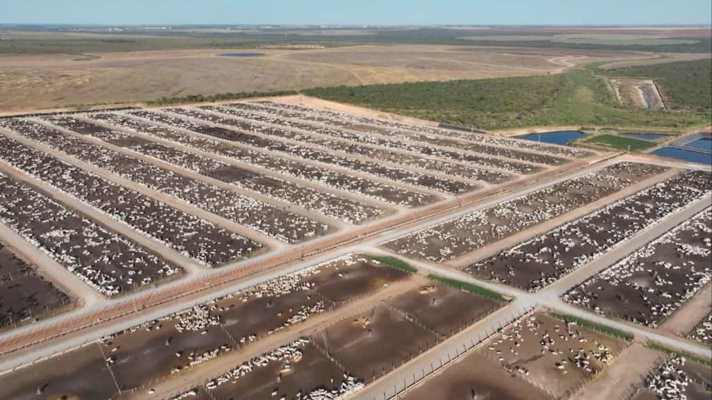 Vista aréa do confinamento de bovinos de corte da Captar Agrobusiness em Luis Eduardo Magalhães (BA). Foto: Divulgação/Captar Agrobusiness