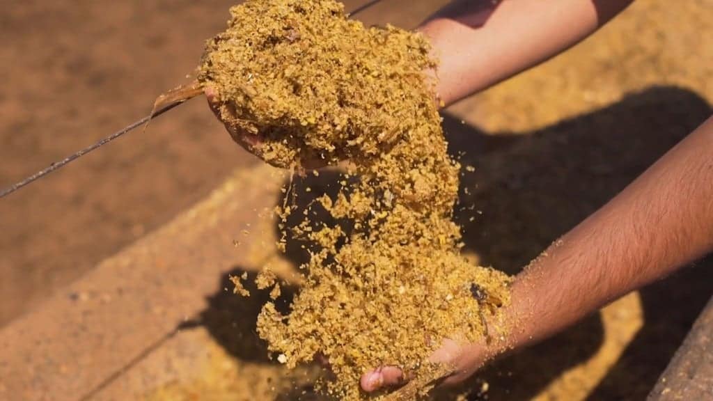 Boi sustentável no cocho: DDG e WDG aceleram o abate com menor impacto