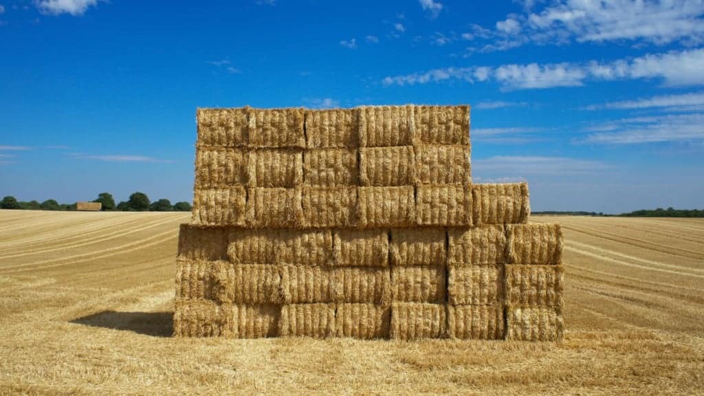 Rolos de feno pela pastagem. Foto: Canva