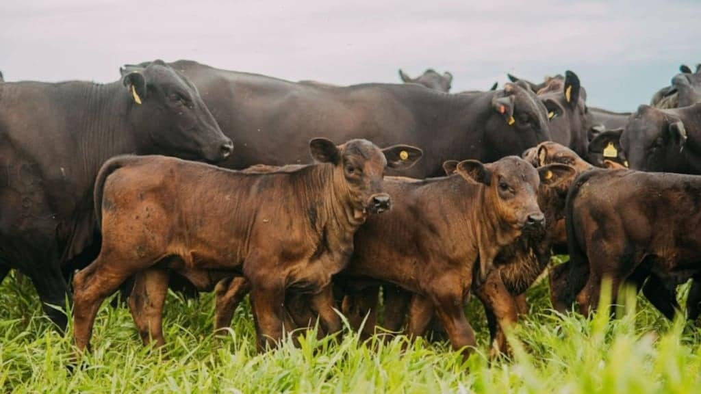 Vacas e novilhas com bezerro ao pé em fazenda de cria. Foto: Reprodução