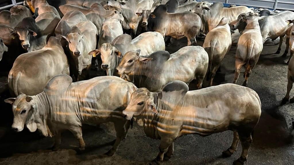 Machos Nelore, o 1º lugar, do pecuarista Wilson Brochmann, da Fazenda Maragogipe, em Itaquiraí (MS). Foto: Divulgação/Friboi de Naviraí (MS)