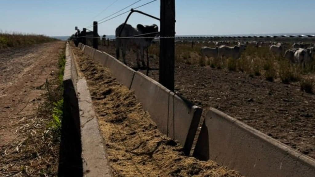 Boitel da Fazenda Sonho Real em Terenos (MS). Foto: Divulgação/Friboi
