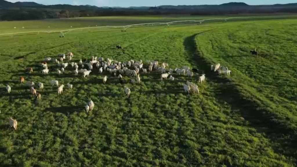 Bovinos em fase de recria no pasto. Foto: Reprodução