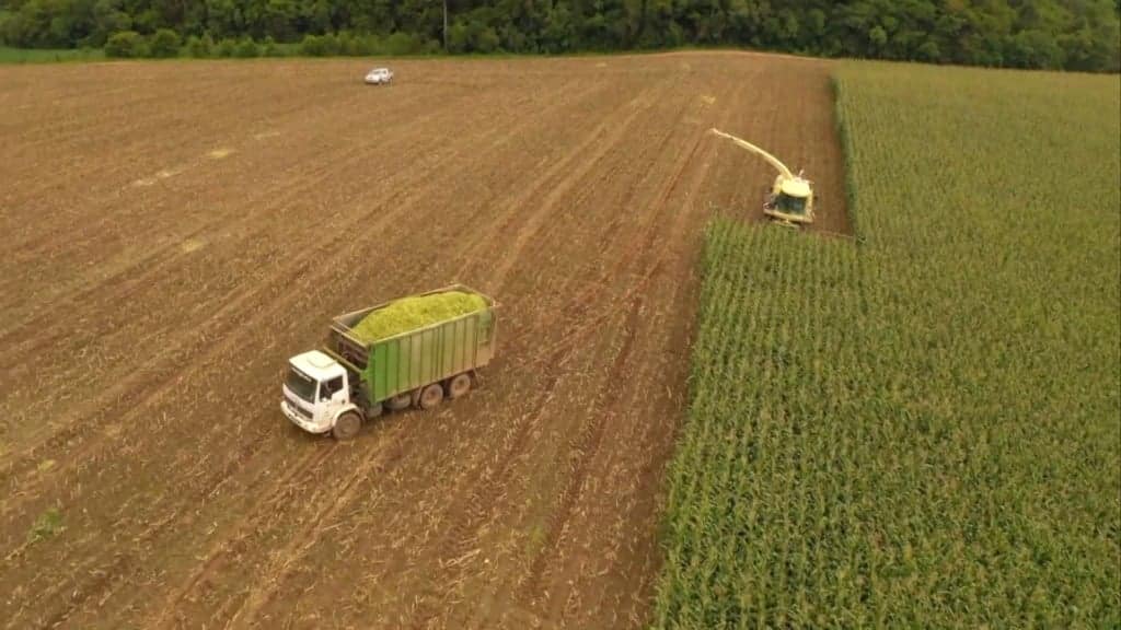 Processo de colheita para a preparação da silagem. Foto: Reprodução