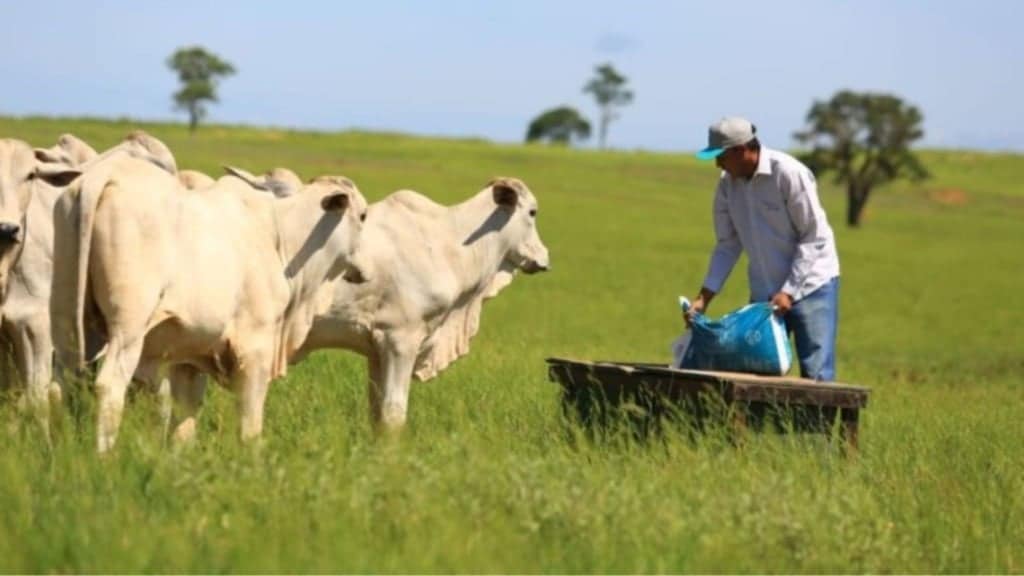 Suplementação de bovinos a pasto. Foto: Divulgação