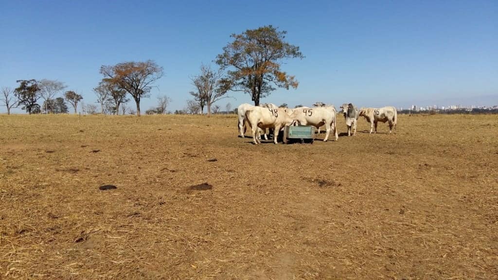 nova metodologia da Embrapa ajuda a medir capim no pasto