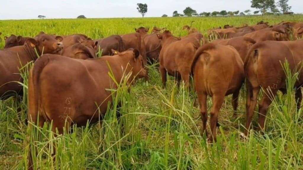 Bovinos em área de pasto. Foto: Reprodução