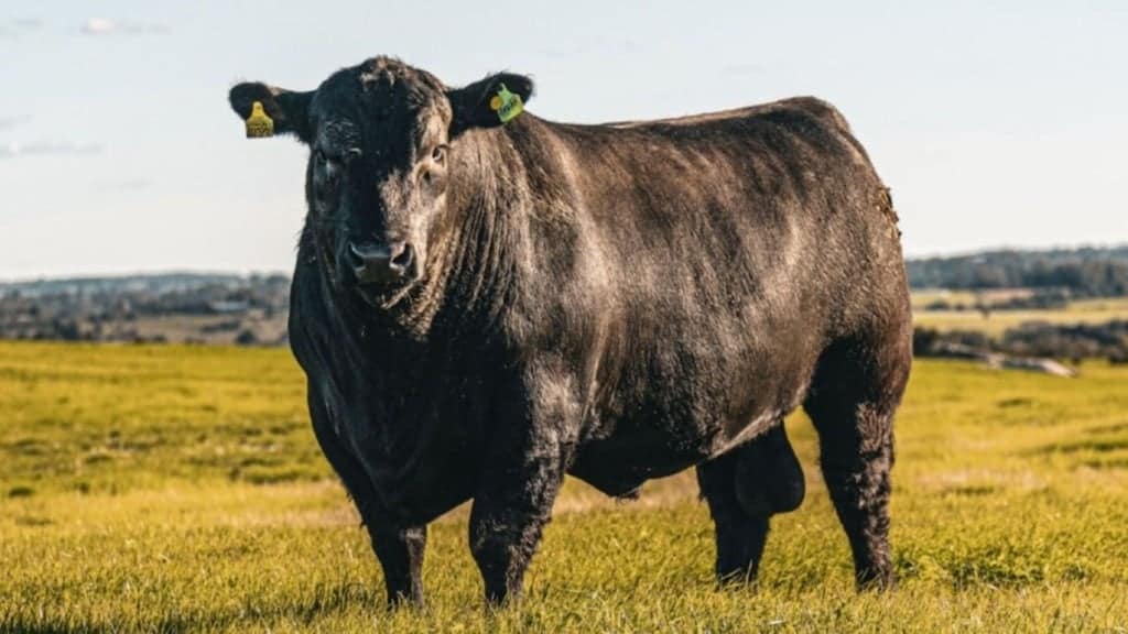 Reprodutor da raça Angus. Foto: ABA