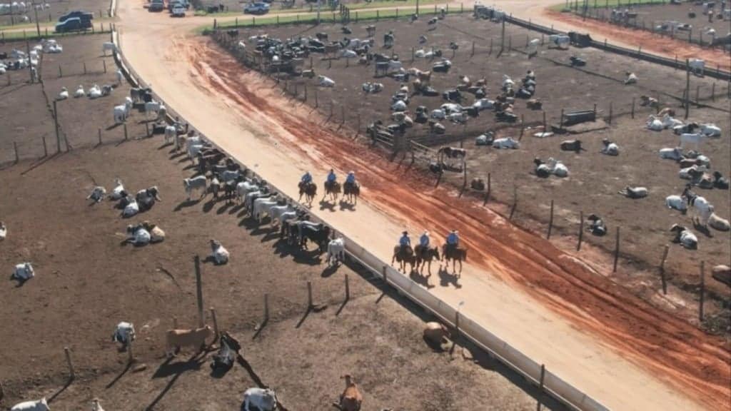 Ronda sanitária garante ganho de peso e altos lucros no confinamento