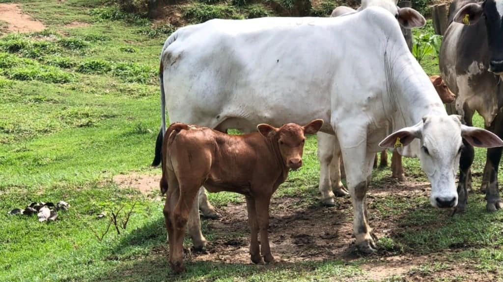 Vaca Nelore com bezerro meio-sangue Caracu ao pé. Foto: Acervo/Renato Francisco Visconti Filho
