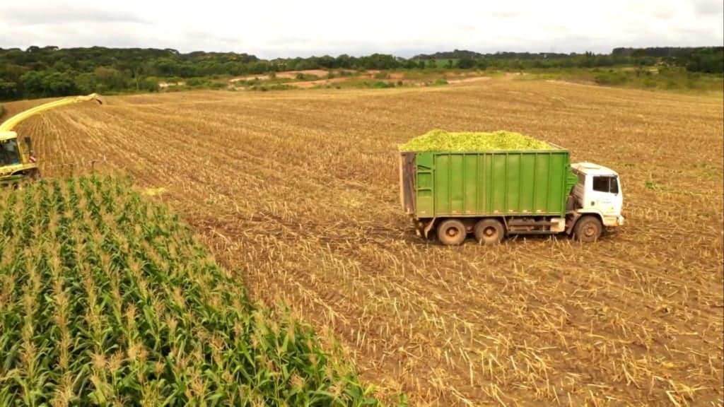 Processo de colheita para a preparação da silagem. Foto: Reprodução