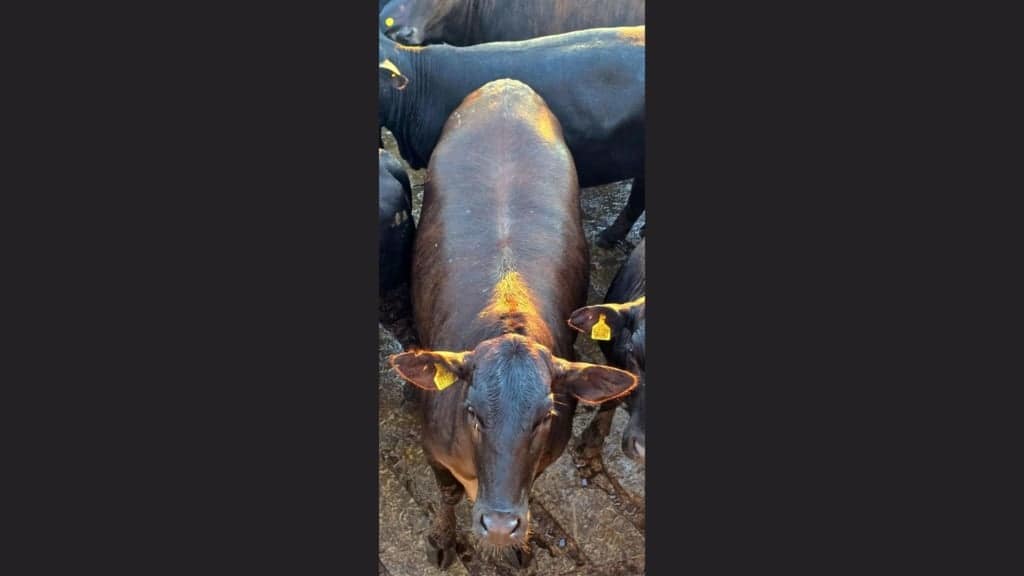 Foto: Divulgação/Friboi CPG