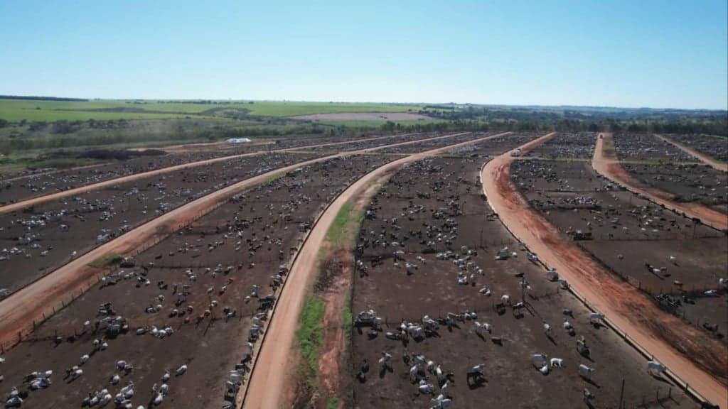 Bovinos em área de confinamento no Boitel JBS de Guaiçara (SP). Foto: Reprodução/Giro do Boi