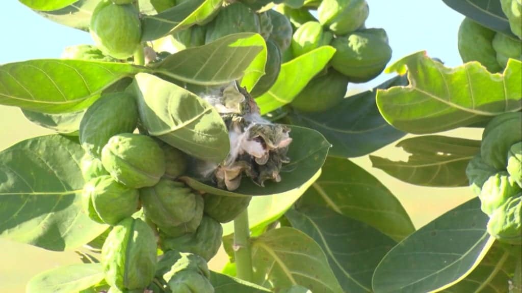 Detalhe da planta algodão de seda. Foto: Reprodução/Giro do Boi