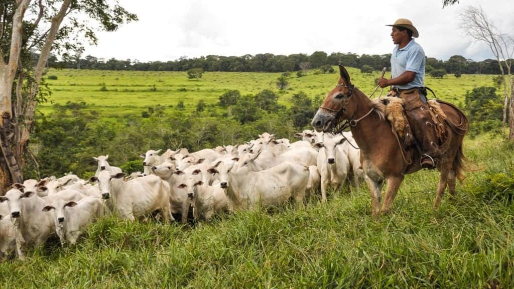 Peão acompanhando vacas Nelore BRGN para inseminação artificial. A sigla BRGN é de Brasil Genética Nelore, desenvolvida pela Embrapa Cerrados desde o ano 2000. Foto: Fabiano Marques Dourado Bastos/Embrapa Cerrados