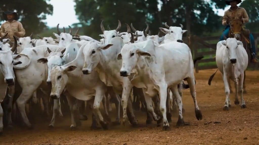 Peões movimentando vacas e novilhas na fazenda Nova Piratinga. Foto: Reprodução/Giro do Boi