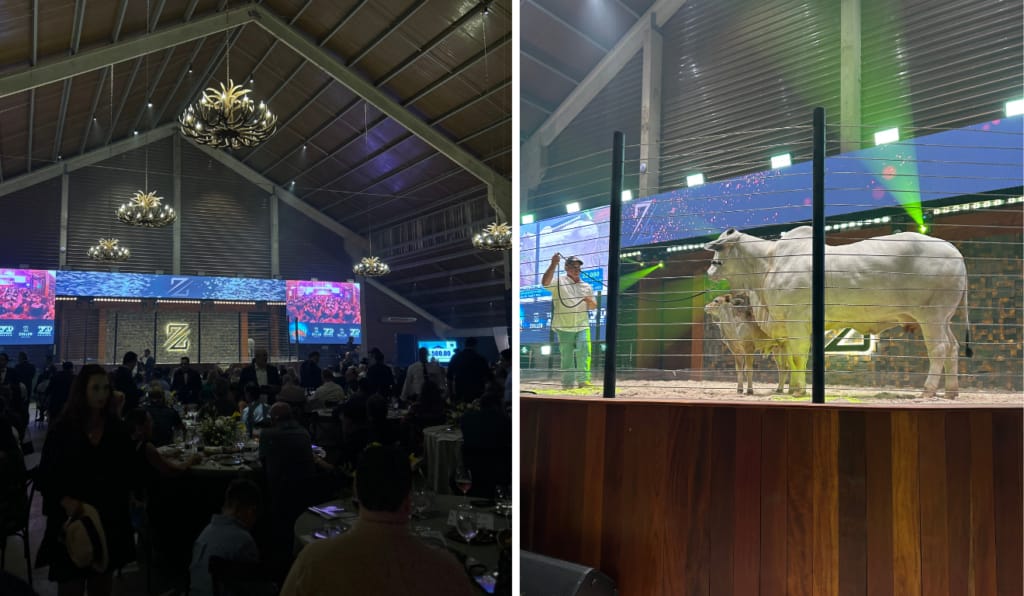 Tatersal Ivo Zoller, Fazenda Realeza - Agrozoller (MS)